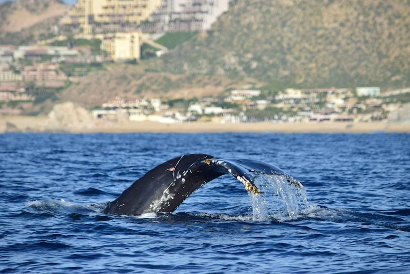 Picture 2 for Activity Whale Watch Cabo: Group Whale Watching Tour - FREE photos