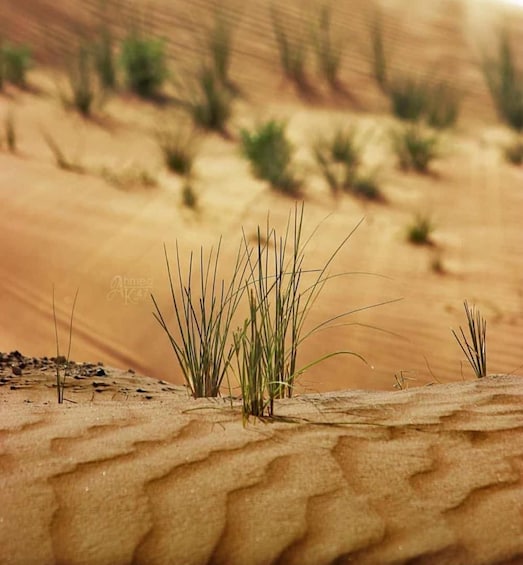 Picture 1 for Activity Inland Sea Tour, Desert Safari, Camel Ride, SandBoarding
