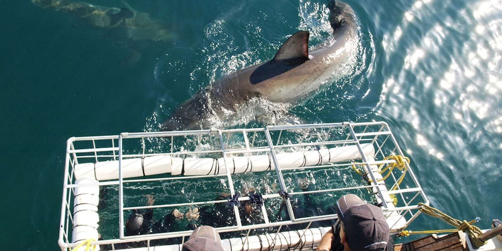 Picture 2 for Activity Gansbaai: Shark Dive & Big 5 Sea Safari Combo Boat Trip