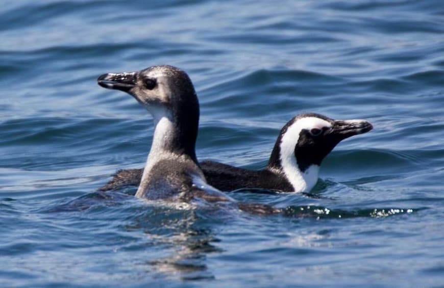 Picture 3 for Activity Gansbaai: Shark Dive & Big 5 Sea Safari Combo Boat Trip