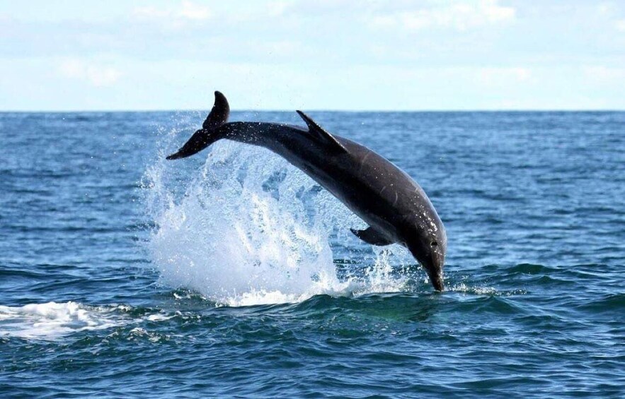 Picture 4 for Activity Gansbaai: Shark Dive & Big 5 Sea Safari Combo Boat Trip