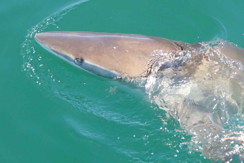 Picture 7 for Activity Gansbaai: Shark Dive & Big 5 Sea Safari Combo Boat Trip
