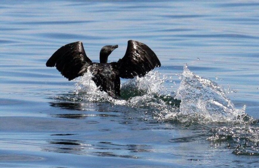 Picture 9 for Activity Gansbaai: Shark Dive & Big 5 Sea Safari Combo Boat Trip