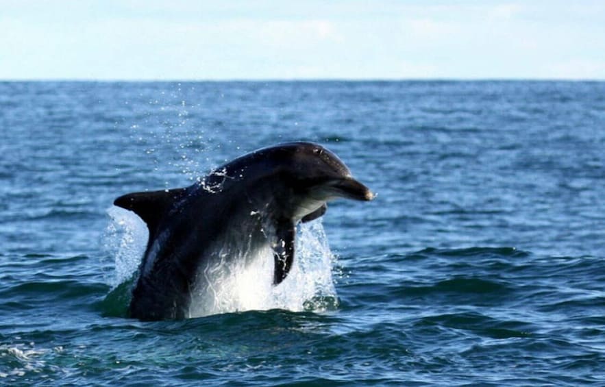 Picture 10 for Activity Gansbaai: Shark Dive & Big 5 Sea Safari Combo Boat Trip