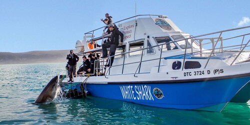 Gansbaai: Shark Dive & Big 5 Sea Safari Combo Boat Trip