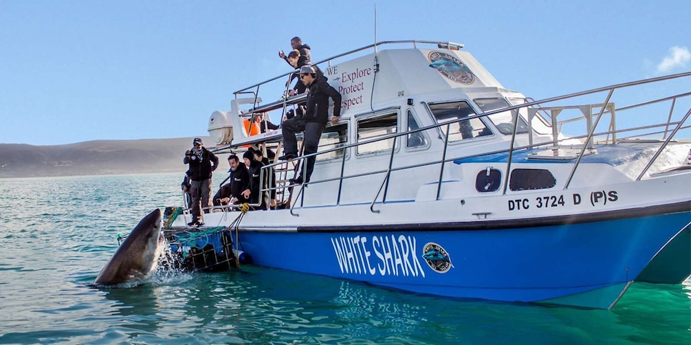 Gansbaai: Shark Dive & Big 5 Sea Safari Combo Boat Trip