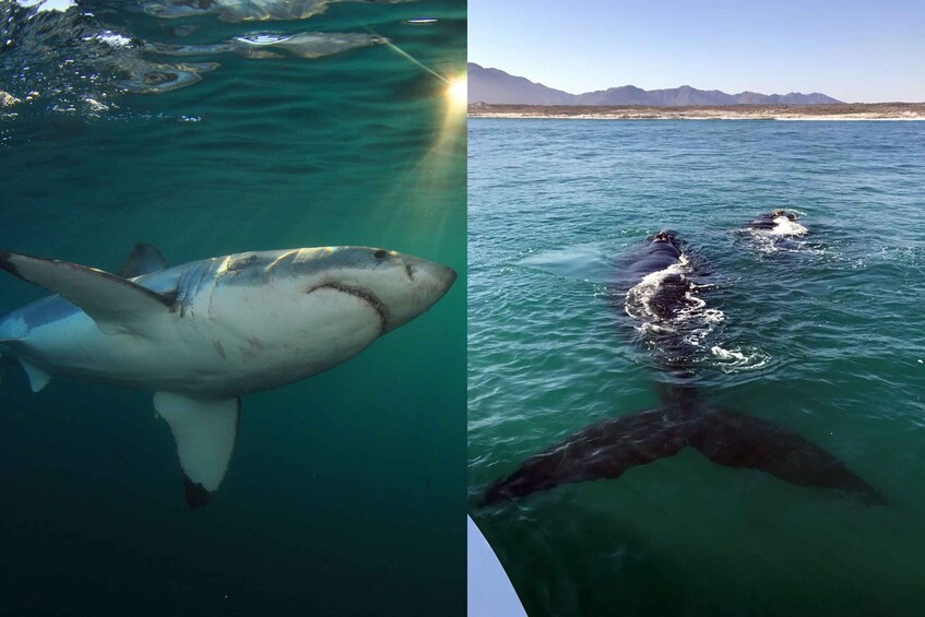 Picture 6 for Activity Gansbaai: Shark Dive & Big 5 Sea Safari Combo Boat Trip