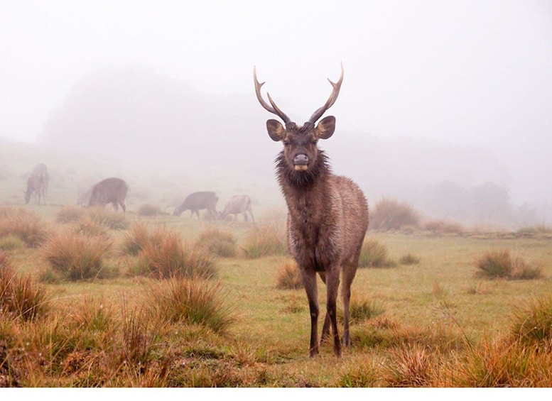 From Nuwara Eliya: Horton Plains Trekking & Tea Factory tour