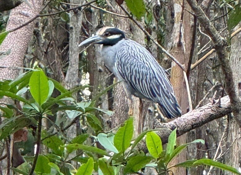 Picture 10 for Activity Fort Pierce: 4-hr Mangroves & Dolphin Watch Sandbar in FL