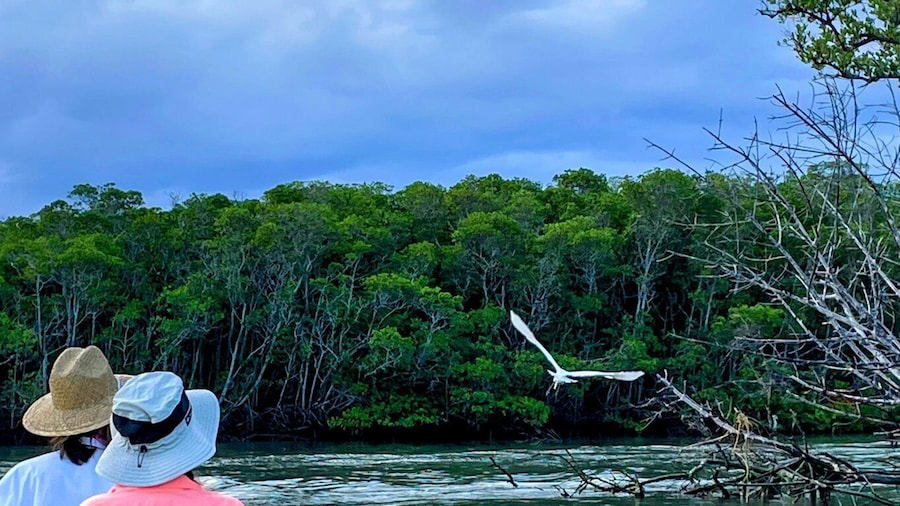 Fort Pierce: 4-hr Mangroves & Dolphin Watch Sandbar in FL