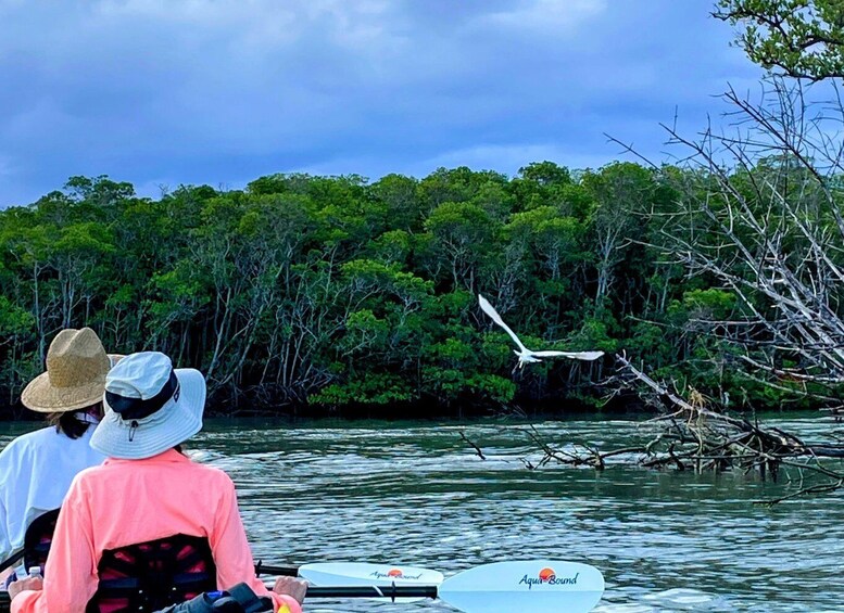 Fort Pierce: 4-hr Mangroves & Dolphin Watch Sandbar in FL