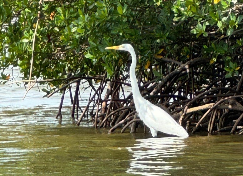 Picture 18 for Activity Fort Pierce: 4-hr Mangroves & Dolphin Watch Sandbar in FL