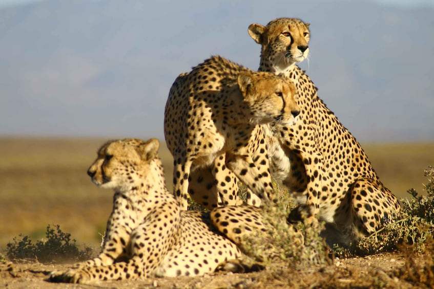 4 Day Cape Town Essential Tour & Big 5 Safari At Inverdoorn