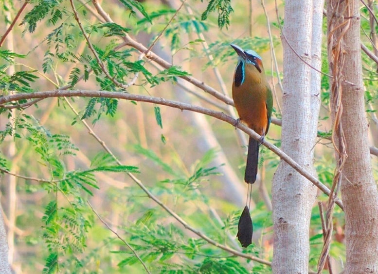 Picture 4 for Activity From Campeche: Xtampak, Hopelchén and Tohcok Tour