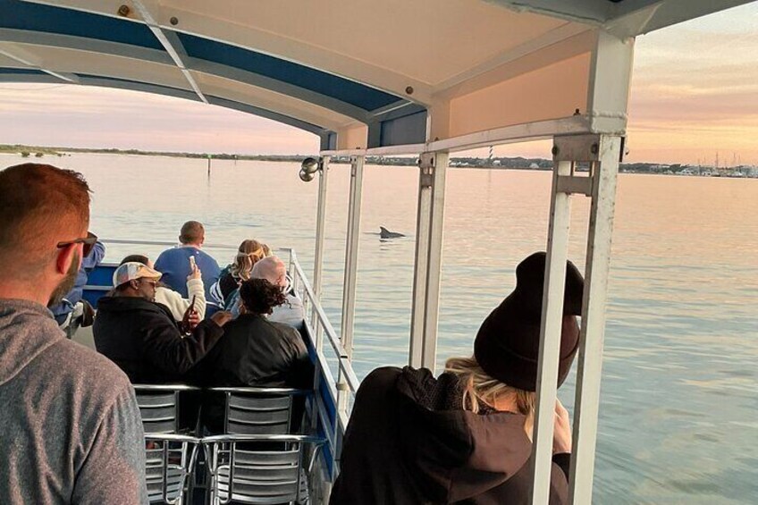 One Hour Dolphin/Eco/History/Sightseeing Boat Tour