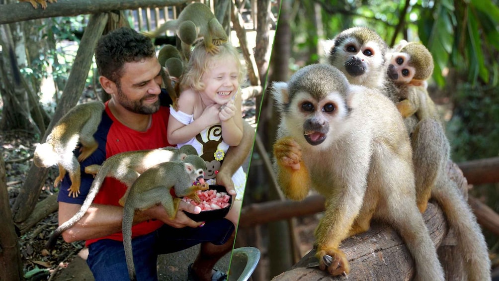 Monkey jungle tour + Transportation from cruise/hotel