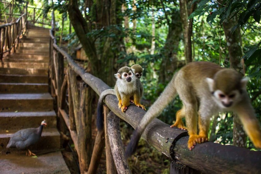 Picture 3 for Activity Monkey jungle tour + Transportation from cruise/hotel