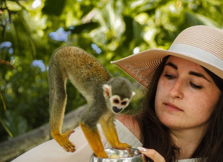 Picture 4 for Activity Monkeyland tour + Transportation from cruise/hotel