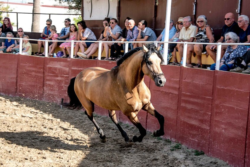 Picture 3 for Activity Fuengirola: Spanish Horse Show with Optional Dinner/Flamenco