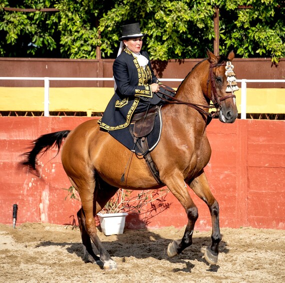 Picture 8 for Activity Fuengirola: Spanish Horse Show with Optional Dinner/Flamenco