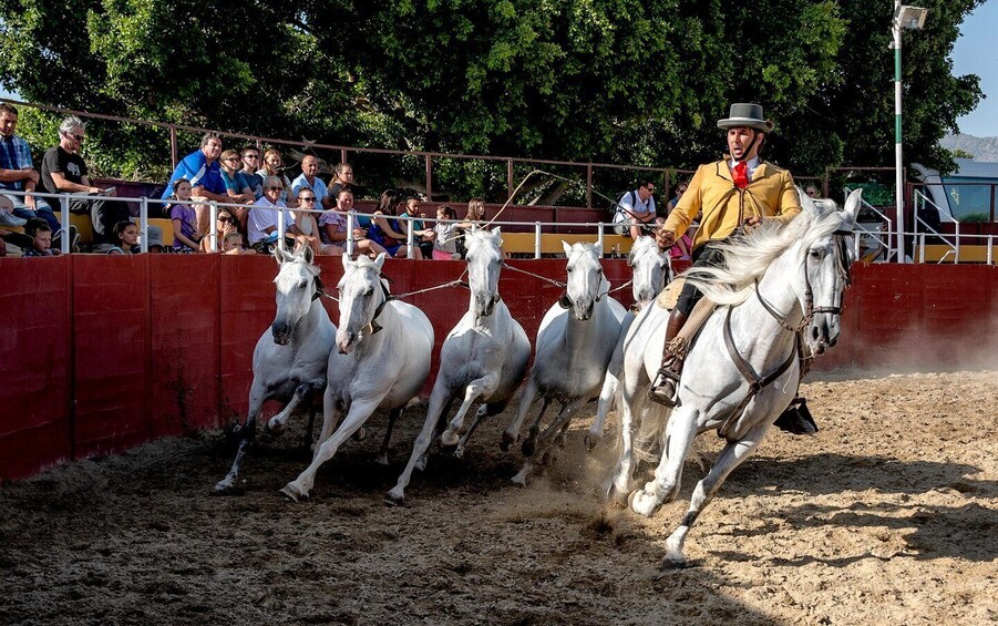 Picture 6 for Activity Fuengirola: Spanish Horse Show with Optional Dinner/Flamenco