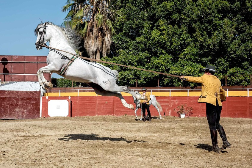 Picture 5 for Activity Fuengirola: Spanish Horse Show with Optional Dinner/Flamenco