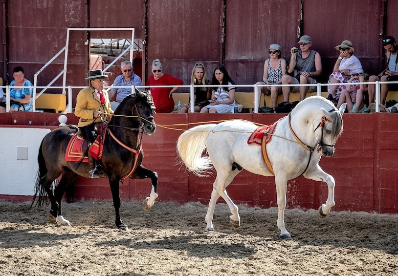 Picture 4 for Activity Fuengirola: Spanish Horse Show with Optional Dinner/Flamenco