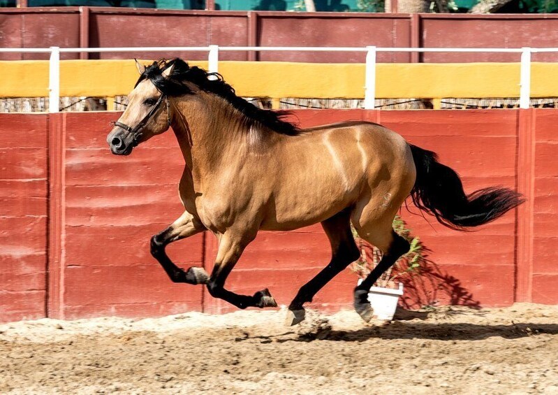 Picture 7 for Activity Fuengirola: Spanish Horse Show, Dinner and/or Flamenco Show
