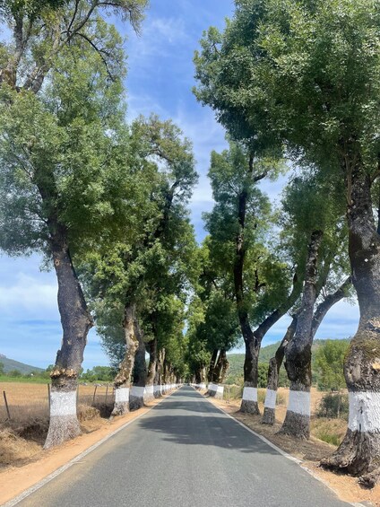 Picture 8 for Activity Marvão: Buggy & Quad Tours