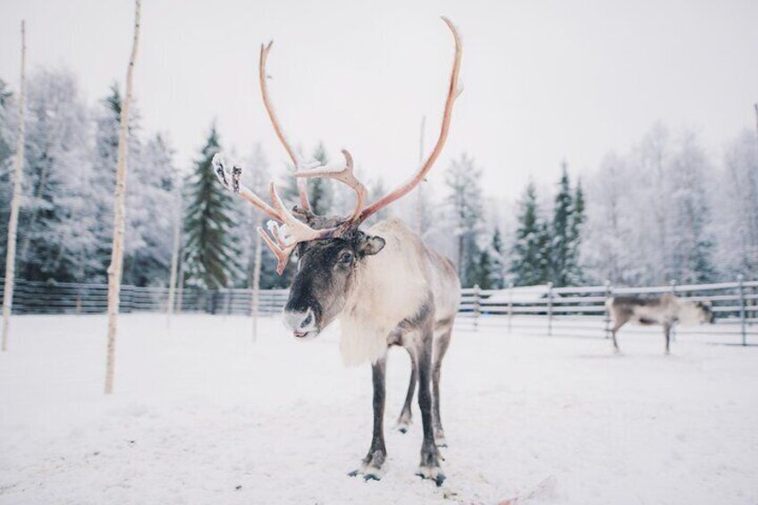 Reindeer Safari with Snowmobile and Cross The Arctic Circle Tour from Rovaniemi