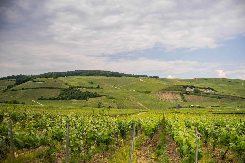 Picture 5 for Activity The Essential Tour from Epernay with Champagne Tasting