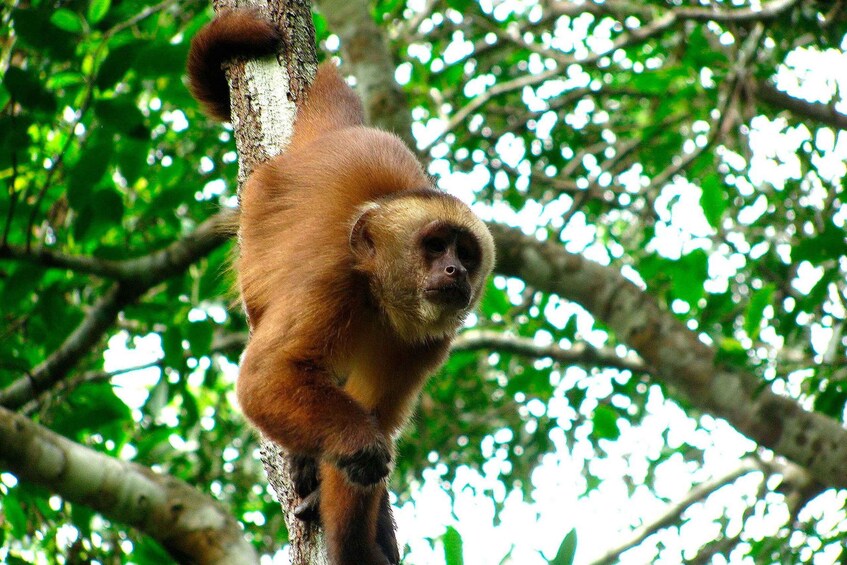 Picture 7 for Activity Tambopata: Zipline Adventure & Kayak to Monkey Island