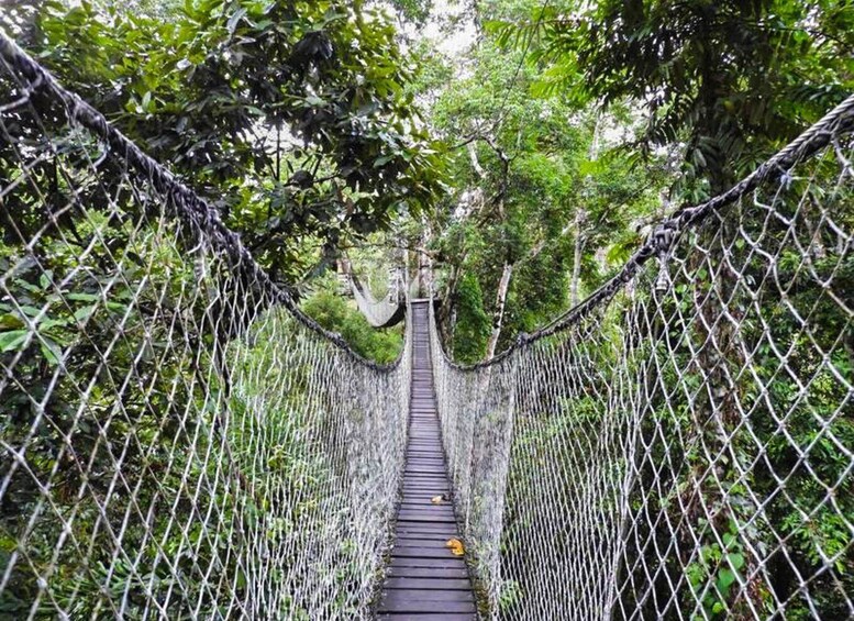 Picture 6 for Activity Tambopata: Zipline Adventure & Kayak to Monkey Island