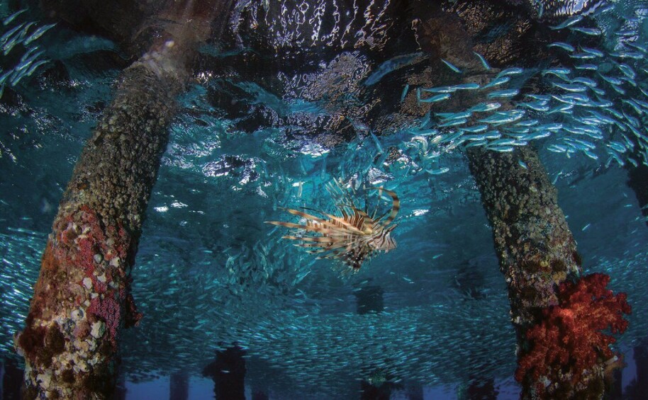 Picture 2 for Activity 4 Hour Snorkeling & Diving Trip With Private Beach Access