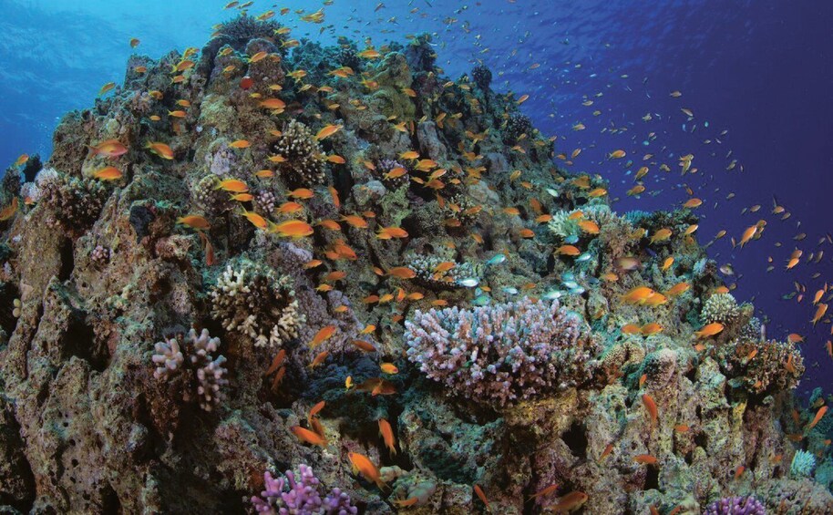 4 Hour Snorkeling & Diving Trip With Private Beach Access