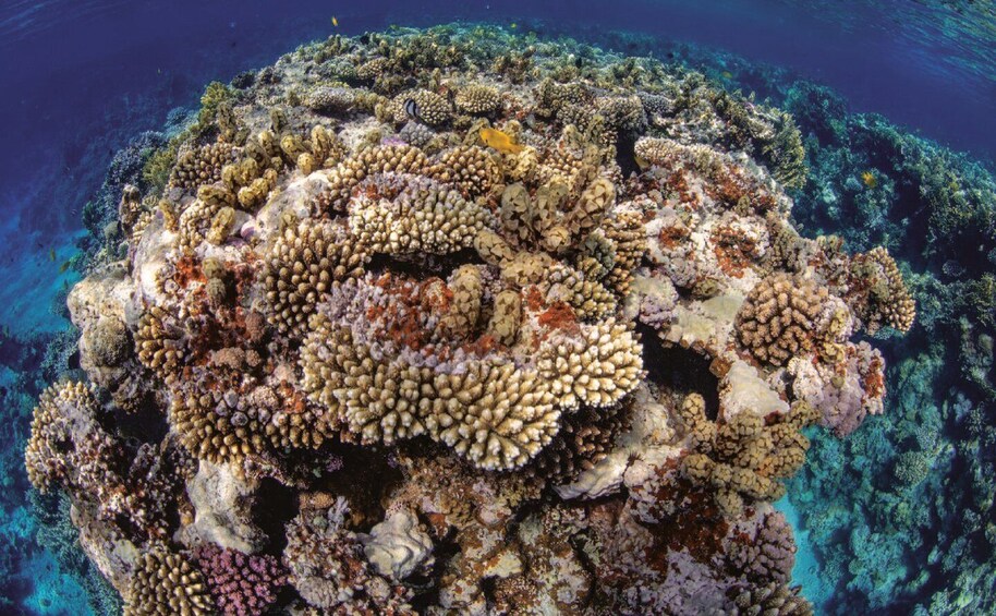 Picture 5 for Activity 4 Hour Snorkeling & Diving Trip With Private Beach Access