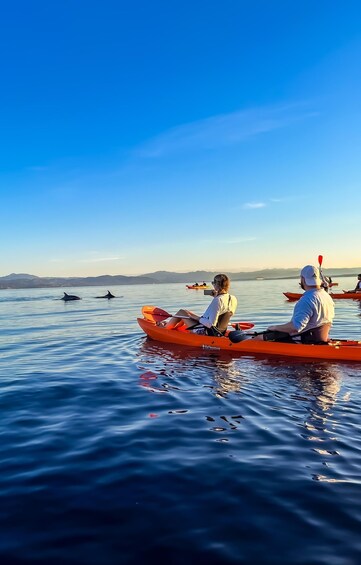 Picture 9 for Activity Golfo Aranci: Kayak Tour with Dolphins and Aperitif