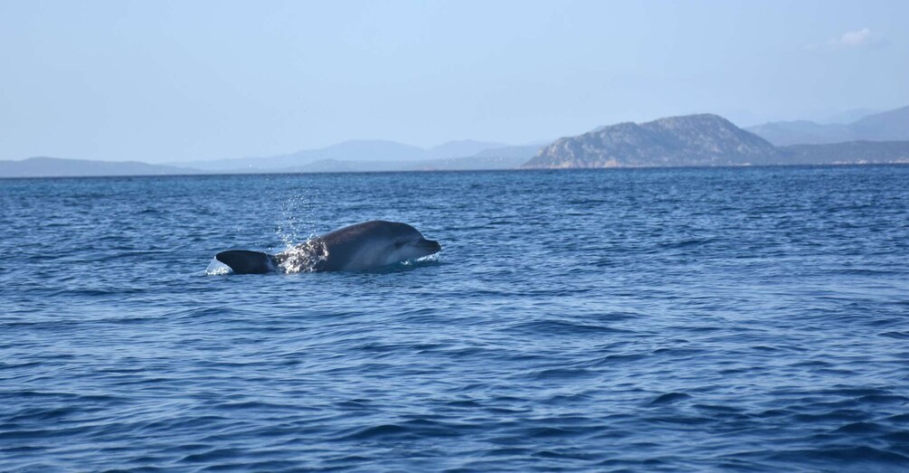 Picture 7 for Activity Golfo Aranci: Kayak Tour with Dolphins and Aperitif