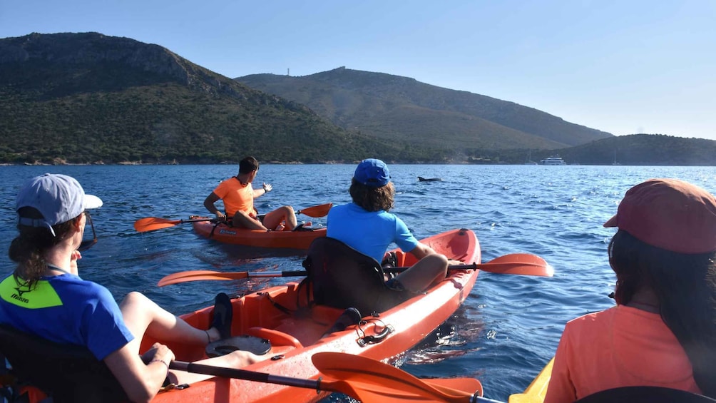 Picture 2 for Activity Golfo Aranci: Kayak Tour with Dolphins and Aperitif