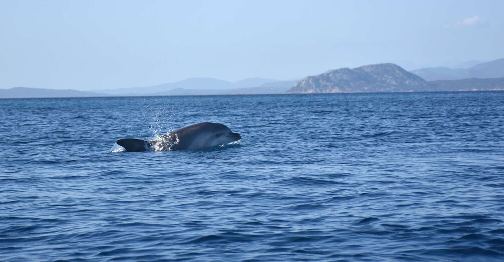 Picture 7 for Activity Golfo Aranci: Kayak Tour with Dolphins and Aperitif