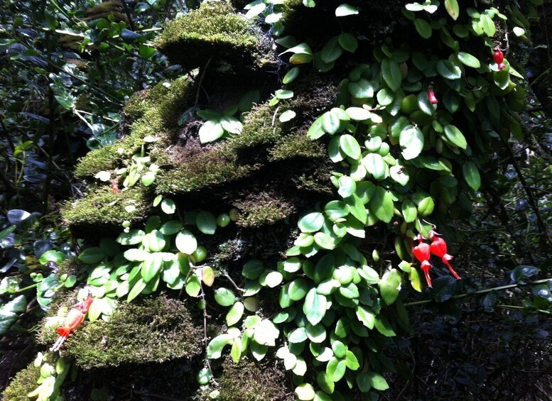 Picture 2 for Activity "Fray Jorge ice-age relict forest" Starlight UNESCO Reserve