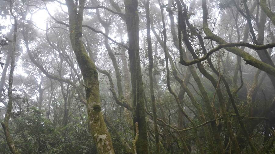 "Fray Jorge ice-age relict forest" Starlight UNESCO Reserve