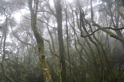 "Fray Jorge ice-age relict forest" Starlight UNESCO Reserve