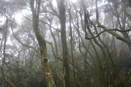 "Fray Jorge forest" National Park and UNESCO Reserve