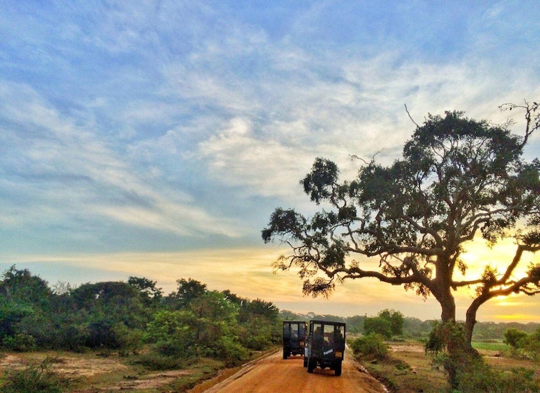 Picture 2 for Activity From Galle/Hikkaduwa:Private Half-Day Leopard Safari in Yala