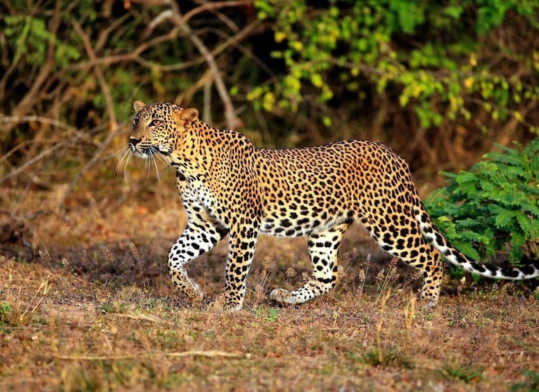 Picture 1 for Activity From Galle/Hikkaduwa:Private Half-Day Leopard Safari in Yala