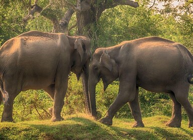 Von Galle/Hikkaduwa: Private halbtägige Leoparden-Safari in Yala