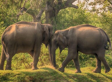 Von Galle/Hikkaduwa: Private halbtägige Leoparden-Safari in Yala