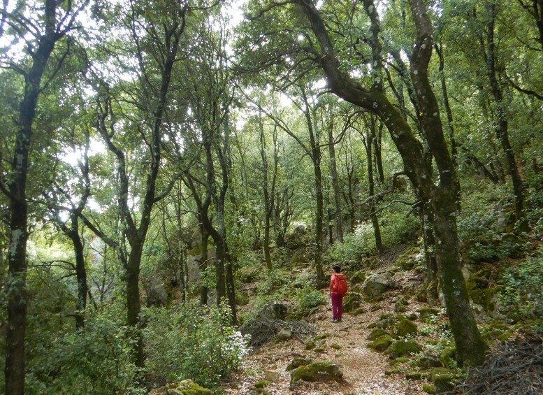 Picture 3 for Activity Bruncu Casteddu: hiking guided tour close Ulassai Village