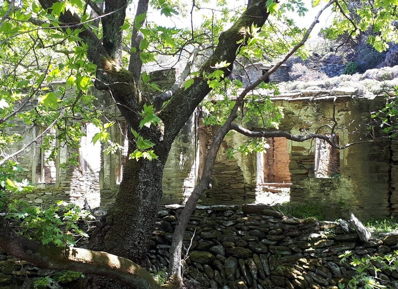 Picture 5 for Activity Andros Watermills Guided Hiking Tour